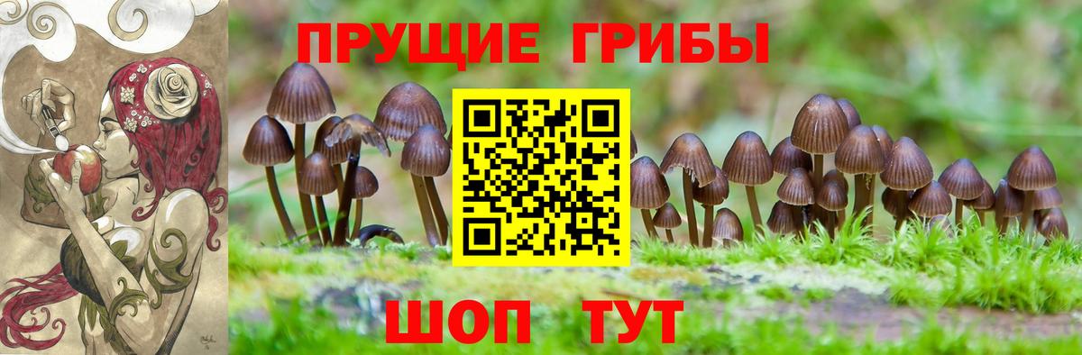 Димитровград  Галлюциногенные грибы Psilocybe  Вход с VPN 